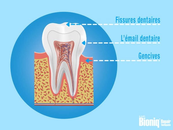 Structure de la dent : la partie visible