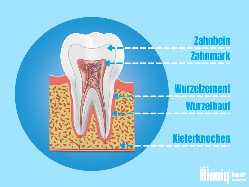 Illustrierter Querschnitt durch einen Backenzahn mit Zahnbein, Zahnmark, Wurzelzement, Wurzelhaut und Kieferknochen