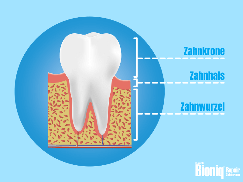 Der Querschnitt eines Zahnes und des Zahnfleisches zeigt die drei Bereiche Zahnkrone, Zahnhals und Zahnwurzel.