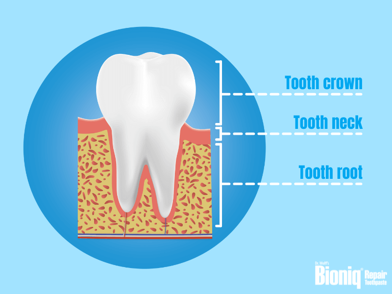 Tooth structure: crown, neck and root